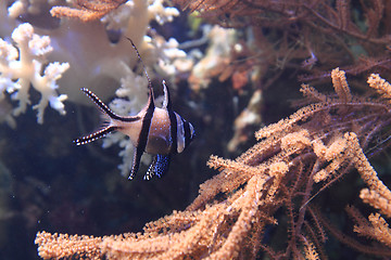 Image showing exotic coral fish