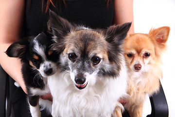 Image showing three chihuahua dogs are resting