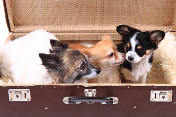 Image showing three chihuahua dogs in the suitcase