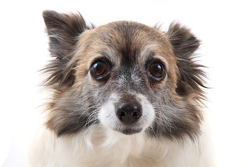 Image showing head of sweet chihuahua