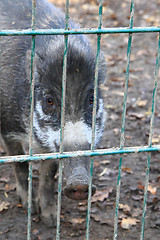 Image showing wild pigs in the autumn
