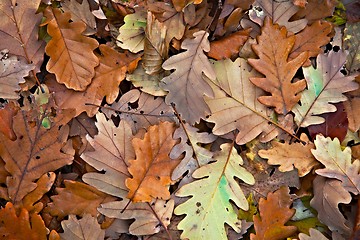 Image showing Fallen Autumn Leaves