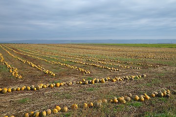 Image showing Pumpkin field view