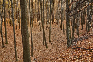 Image showing Autumn Forest Detail