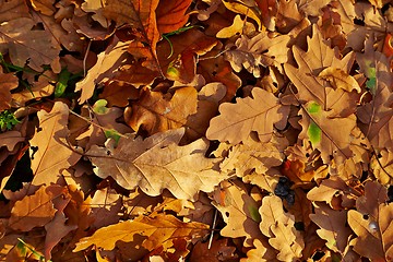 Image showing Fallen autumn leaves