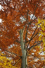 Image showing Autumn tree leaves