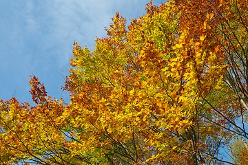 Image showing Autumn forest detail