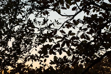 Image showing Branch silhouettes background