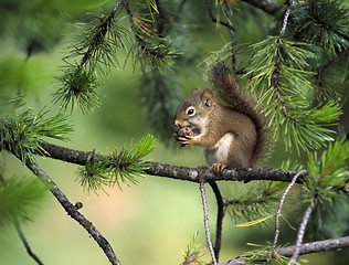 Image showing Squirrel with fir-cone