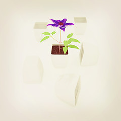 Image showing Clematis a beautiful flower in the white pot. 3D illustration. V