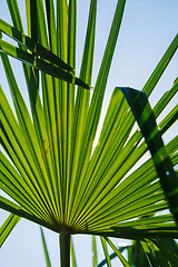 Image showing Green leaves in sunlight