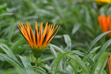 Image showing Beautiful orange gazania flower