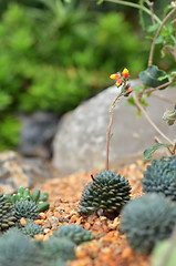 Image showing Cactus planted in Gardens by the Bay 