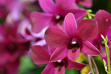 Image showing Beautiful purple orchid, phalaenopsis.