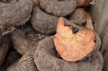 Image showing Amorphophallus paeoniifolius or elephant foot yam