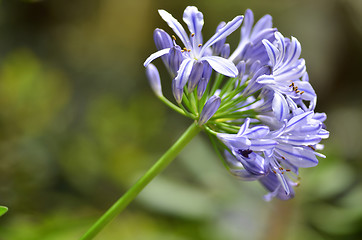 Image showing Flowers of the Agapanthus 