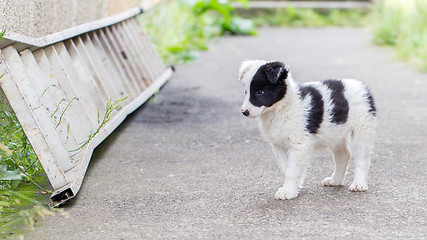 Image showing Border Collie puppy on a farm