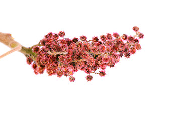 Image showing Rhus typhina single flower