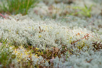 Image showing Macro shot of white reindeer moss