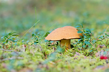 Image showing Xerocomus growing on forest