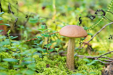 Image showing Leccinum scabrum growing on forest