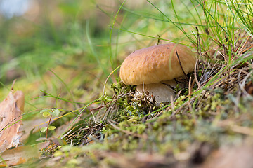 Image showing Brown cap boletus growing on forest