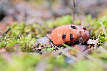 Image showing Hydnellum peckii - mushroom in mossy forest