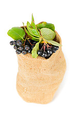 Image showing Aronia berry in the bag