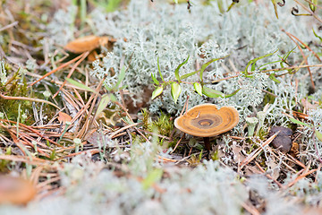 Image showing Macro shot of mushroom in white reindeer moss