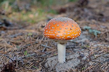 Image showing Amanita growing on forest