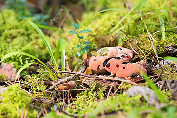 Image showing Hydnellum peckii - mushroom in mossy forest