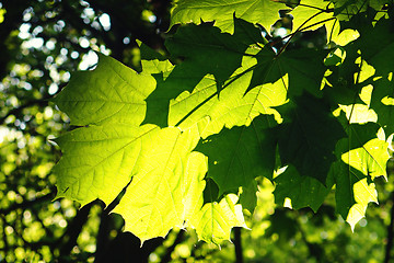 Image showing green leaf