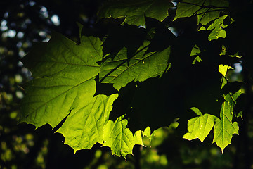 Image showing green leaf