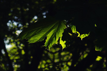 Image showing green leaf