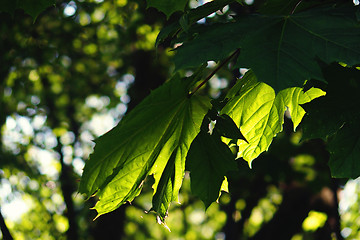 Image showing green leaf