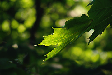 Image showing green leaf