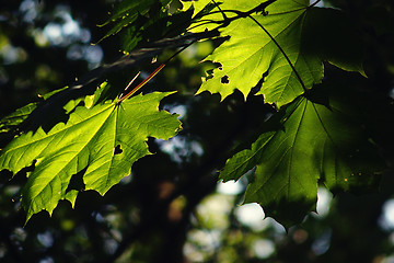 Image showing green leaf