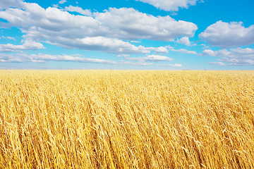 Image showing golden wheat field