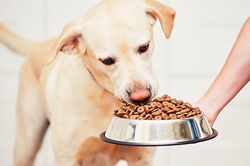 Image showing Feeding the hungry dog