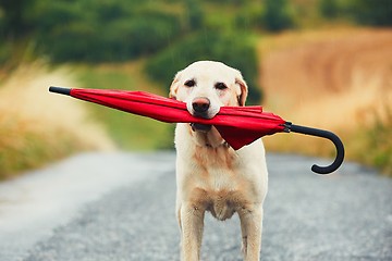 Image showing Dog in rain