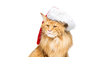 Image showing Big ginger cat in christmas hat