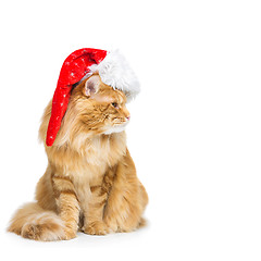 Image showing Big ginger cat in christmas hat