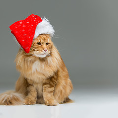 Image showing Big ginger cat in christmas hat