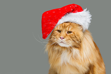 Image showing Big ginger cat in christmas hat