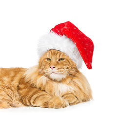 Image showing Big ginger cat in christmas hat