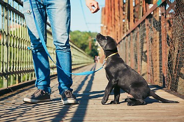 Image showing Morning walk with dog