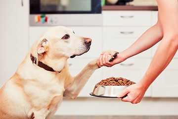 Image showing Feeding the hungry dog