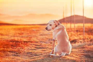 Image showing Dog at the sunset