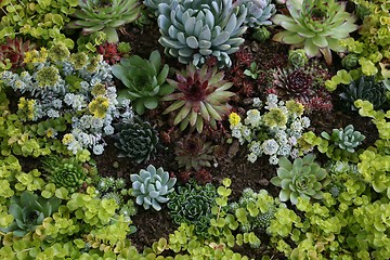 Image showing Sempervivum tectorum in closeup, housekeep