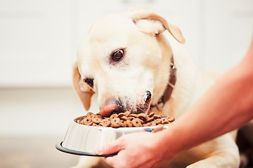 Image showing Feeding the hungry dog